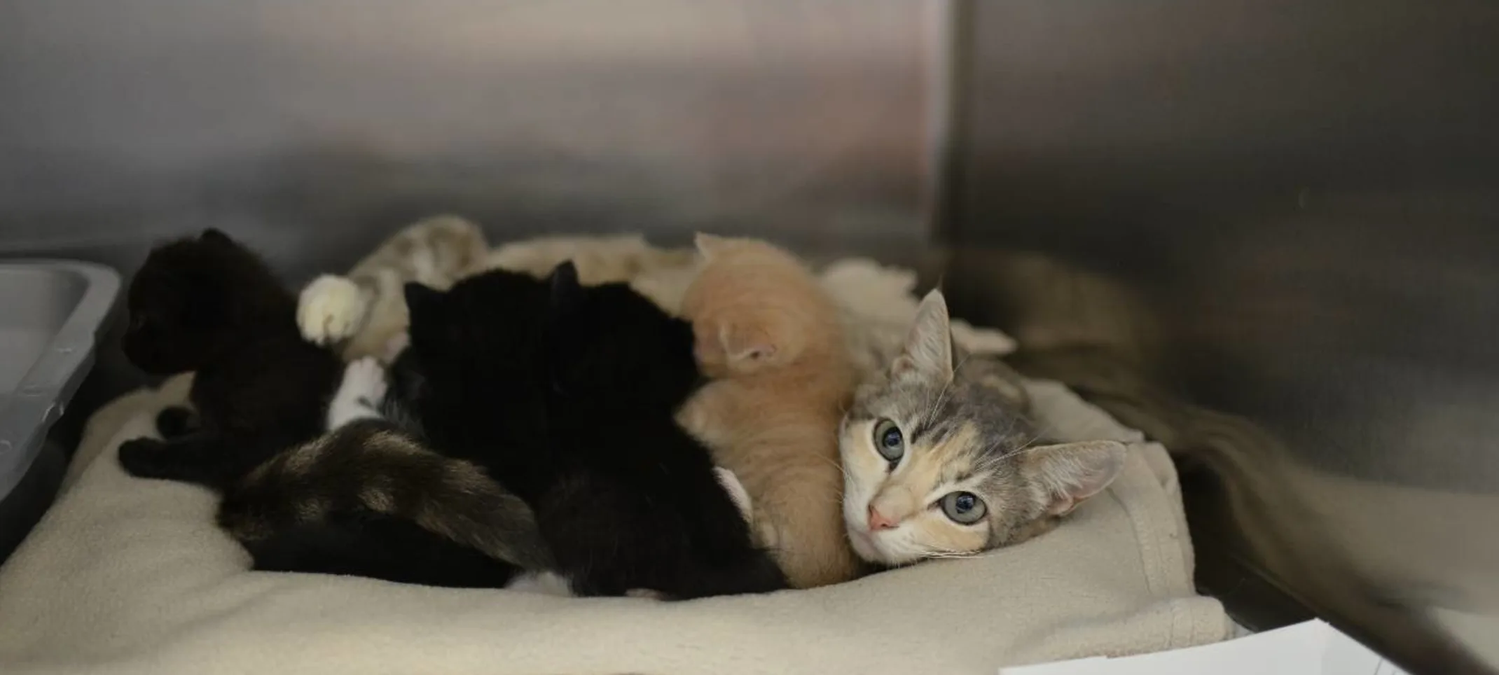 Cat with kittens at Animal Medical Center of Hattiesburg.